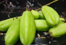 Buah Asam Sunti Khas Aceh Jadi Primadona Bumbu Masakan