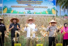 Bupati Fakhry Panen Jagung Kuartal II