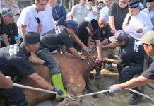 Bolehkah Perempuan Menyembelih Ayam atau Hewan Sembelihan Lainnya?