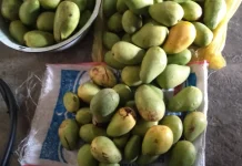 Tujuh Tips Memilih Mangga yang Manis