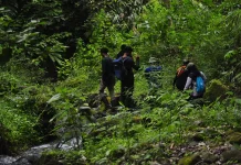 Suara Siamang di Hutan Gayo Kian Menghilang