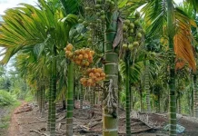 Harga Pinang di Bener Meriah Stabil, Warga Pilih Jual Kering