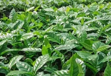 Program 10 Juta Bibit Kopi untuk Kebangkitan Perkebunan Kopi Bener Meriah