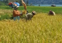 Petani Nosar Mulai Panen Padi Inpari 28