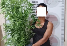 Tanam Ganja di Kebun Cabai, Pria Bener Meriah Diciduk Polisi