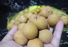 Kandungan Gizi Buah Kelengkeng, Kecil Bentuknya Besar Manfaatnya