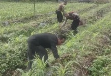 Polsek Pintu Rime Gayo Data Lahan Pekarangan Bergizi Milik Warga