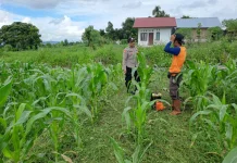 Polsubsektor Gajah Putih Data Lahan Produktif dan Tanam Jagung Bersama Warga