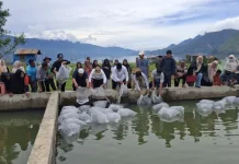 Wabup Muchsin Tabur 10 Ribu Benih Nila di Kolam IPAL