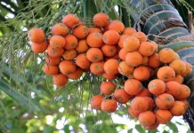 Harga Pinang Kering Naik, Petani di Timang Gajah Semangat Panen