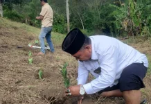 Kemenag Gayo Lues Tanam Kopi Arabika di Tanah Wakaf Produktif