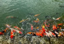 Peluang Bisnis Ikan Koi Aceh Semakin Menjanjikan 2026
