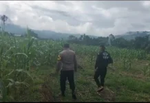 Polsubsektor Gajah Putih Dukung Ketahanan Pangan Melalui Pendataan Lahan Jagung