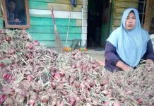 Panen Perdana Bawang Nosar Usai Delapan Bulan Bencana Alam