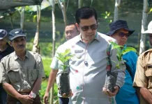 Produksi 4 Juta Bibit Kopi Arabika Gayo 3 Siap Disalurkan