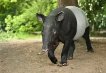 Tapir, Satwa Unik Penjaga Hutan yang Semakin Langka