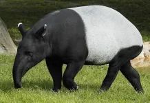 Ketentuan Hukum Konsumsi Daging Tapir Menurut Syariat Islam
