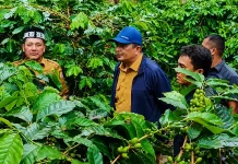 Bupati Gayo Lues Tinjau Kebun Kopi Warga, Serap Aspirasi Petani