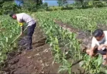 Bhabinkamtibmas Data Lahan Jagung Produktif di Gajah Putih