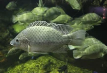 Jangan Keliru! Ini Perbedaan Ikan Nila dan Mujair yang Mendominasi Danau Lut Tawar