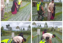 Babinsa Koramil 06/Bukit Dampingi Petani, Dukung Program Ketahanan Pangan