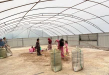 Dry House Tenaga Surya Perkuat Usaha Perempuan Petani Kopi Gayo