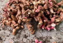 Lengkuas, Bukan Sekadar Bumbu Dapur: Kaya Antioksidan dan Manfaat bagi Kesehatan