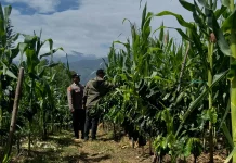 Polsek Mesidah Inventarisir Lahan Pekarangan Pangan Bergizi