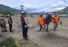 Polres Aceh Tengah Bersama Instansi Terkait Amankan Pacuan Kuda Tradisional Gayo