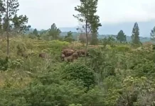 Gajah Masuk Permukiman Padat, FK-PECI Soroti Gangguan Jalur Lintasan Satwa