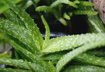 Masker Aloe Vera untuk Rambut Sehat