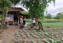 Babinsa Koramil 03/TG Dampingi Petani Rawat Tanaman Kubis