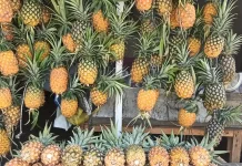 Nanas Toa, Si Manis dari Pegasing yang Diburu Wisatawan