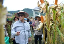 Panen Raya Jagung, Kapolres Bener Meriah: Bulog Siap Menyerap Hasil Produksi