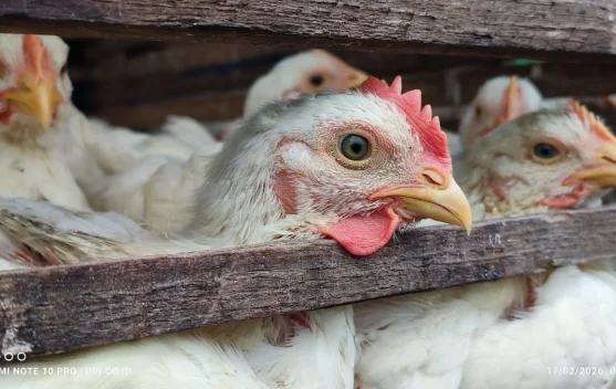 Ayam Potong di Aceh Tengah, Harga Tinggi yang Tak Kunjung Turun