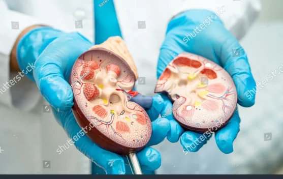 Usia Tiga Puluh, Saatnya Cek Ginjal Anda Sekarang