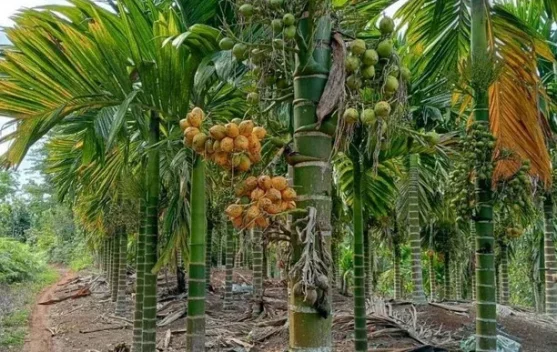 Harga Pinang di Bener Meriah Stabil, Warga Pilih Jual Kering