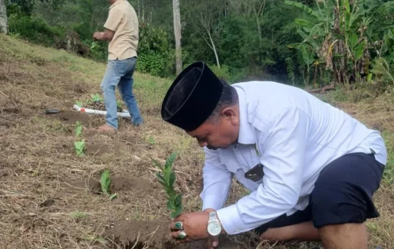 Kemenag Gayo Lues Tanam Kopi Arabika di Tanah Wakaf Produktif