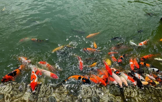 Peluang Bisnis Ikan Koi Aceh Semakin Menjanjikan 2026
