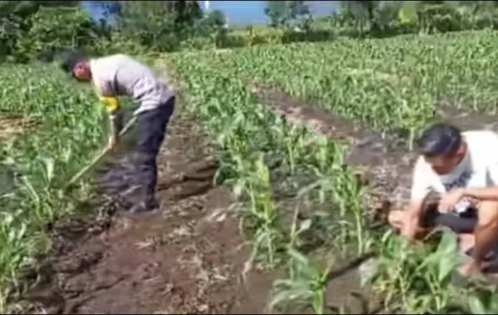 Bhabinkamtibmas Data Lahan Jagung Produktif di Gajah Putih