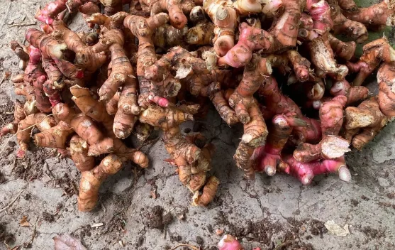 Lengkuas, Bukan Sekadar Bumbu Dapur: Kaya Antioksidan dan Manfaat bagi Kesehatan