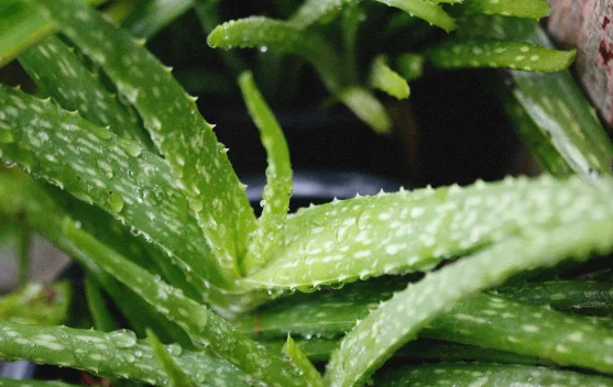 Masker Aloe Vera untuk Rambut Sehat