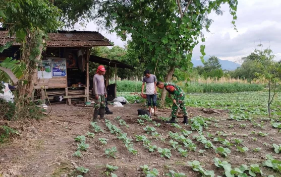 Babinsa Koramil 03/TG Dampingi Petani Rawat Tanaman Kubis