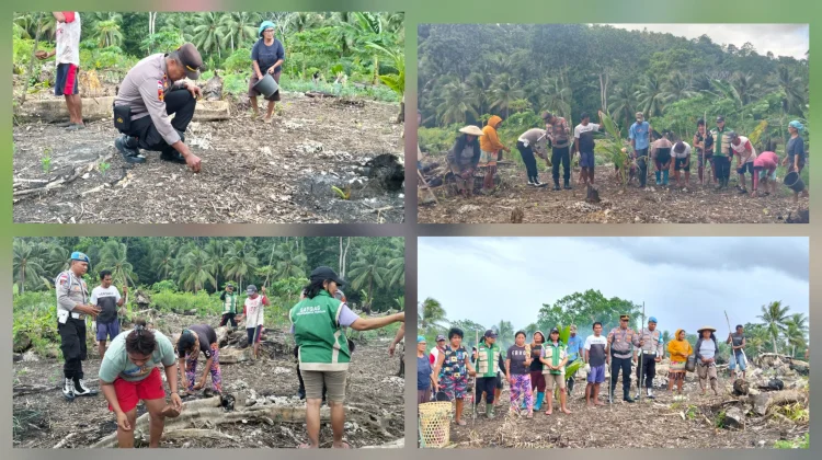 Kapolsek Melonguane Hadiri Penanaman Jagung Poktan Sipat Tule