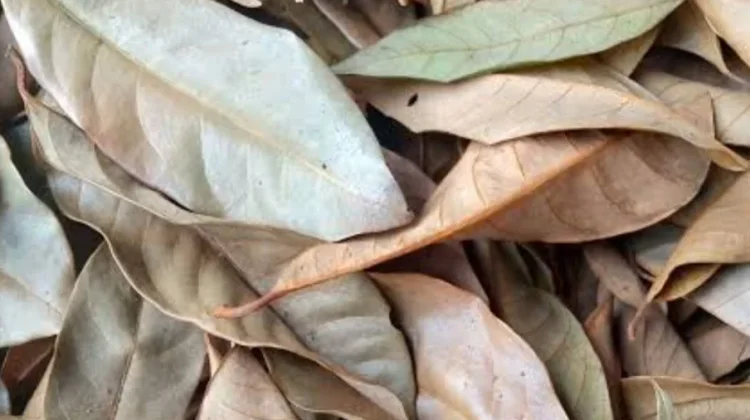 Manfaat Daun Pala Kering untuk Kesehatan