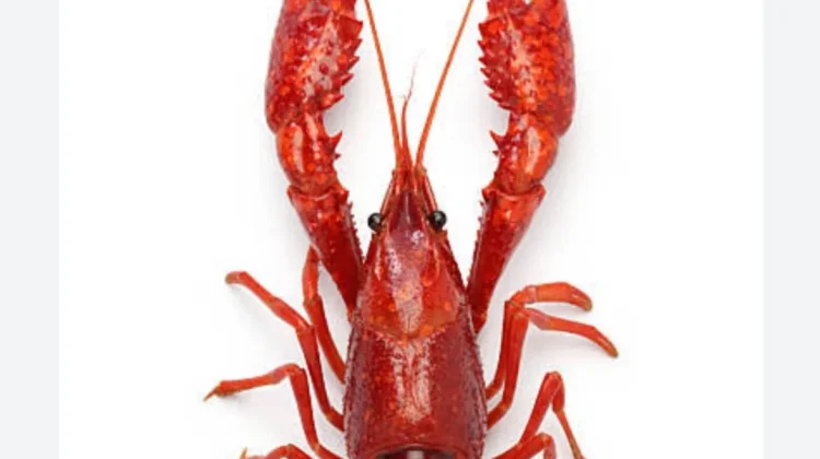 Daging Lobster Membantu Tingkatkan Imunitas Tubuh