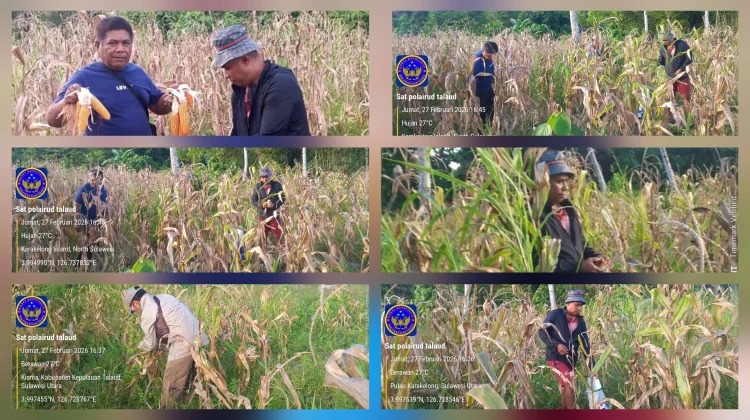 Polres  Talaud Panen Jagung Dukung Swasembada Pangan