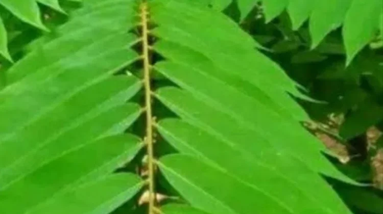 Daun Belimbing ternyata Baik untuk Kesehatan