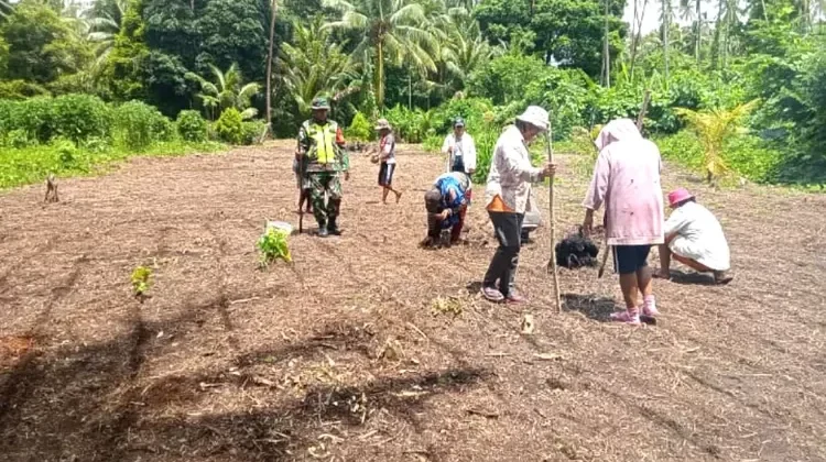 Babinsa dan Masyarakat Marampit Timur Tanam Padi Ladang
