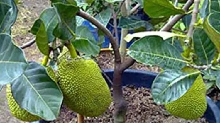 Cara Mudah Menanam Nangka di Pot dengan Langkah Praktis